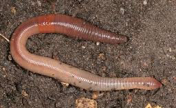 Lombricus Terrestre